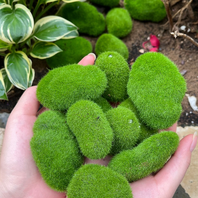 50/5 шт. Искусственные камни и – обзор и цена Terrarium Moss Art